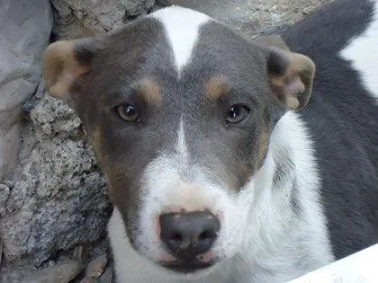 ADOPCIÓN DE PERRITOS Y GATITOS. - Página Jimdo de elhadazul ADOPCIÓN DE PERRITOS Y GATITOS. - Página Jimdo de elhadazul