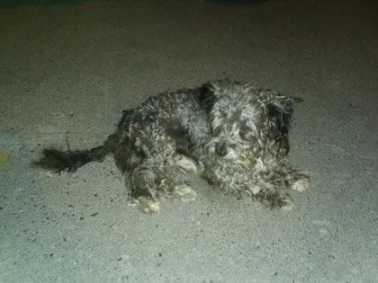 ADOPCIÓN DE PERRITOS Y GATITOS. - Página Jimdo de elhadazul ADOPCIÓN DE PERRITOS Y GATITOS. - Página Jimdo de elhadazul