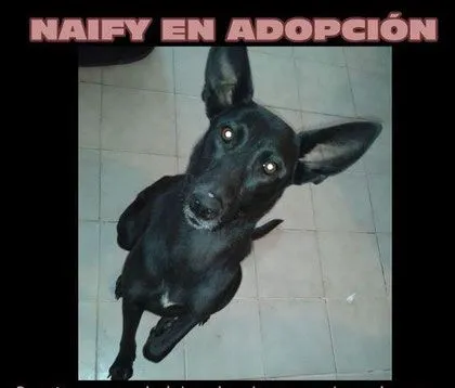 ADOPCIÓN DE PERRITOS Y GATITOS. - Página Jimdo de elhadazul ADOPCIÓN DE PERRITOS Y GATITOS. - Página Jimdo de elhadazul