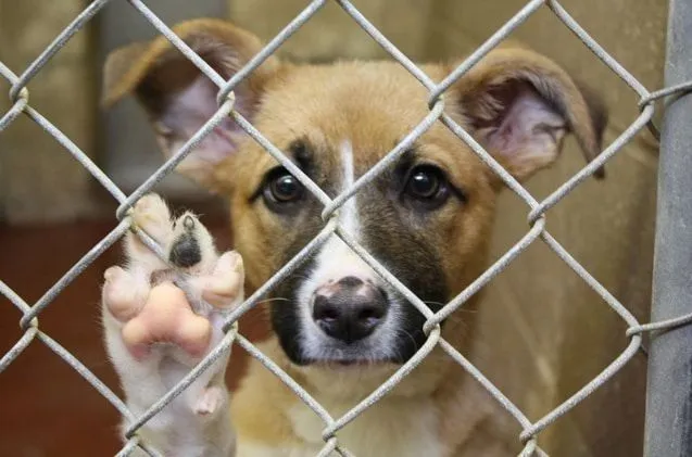 8 Ventajas de la Adopcion de Perros en Bogota 8 Ventajas de la Adopcion de Perros en Bogota