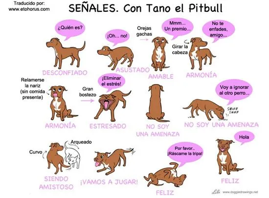 Adopcion de perros en Madrid | Hospital El Bosque