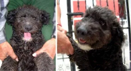 Adopción de perros | patadeperromx