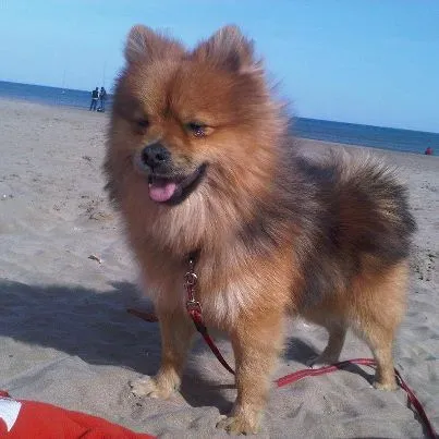 ADOPTA UN AMIGO: POMERANIA EN ADOPCION