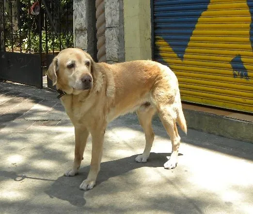 Adopta un Bichito Peludo: Labrador adulto en adopción ADOPTADO :) Adopta un Bichito Peludo: Labrador adulto en adopción ADOPTADO :)
