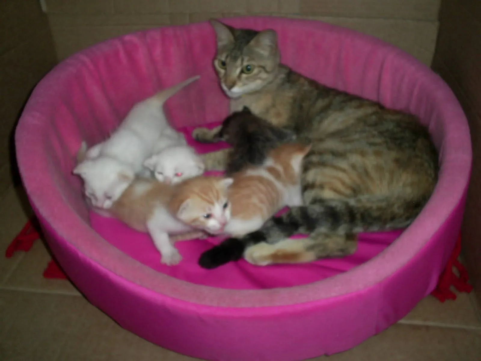 Gatitos bebés en adopción