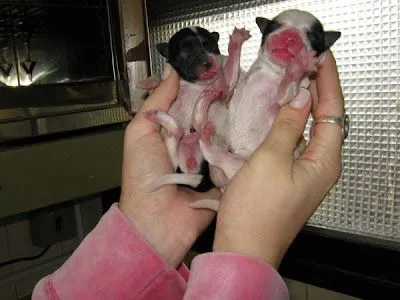 Adopta tu mascota.: FUERON ADOPTADOS TODOS! 5 cachorros recién ... Adopta tu mascota.: FUERON ADOPTADOS TODOS! 5 cachorros recién ...