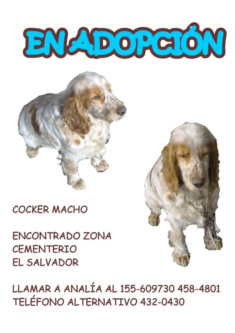 Adopta tu mascota.: Cocker en adopción