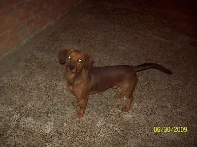 Adopta tu mascota.: SALCHICHA cruza busca hogar (Rosario) ADOPTADO ...