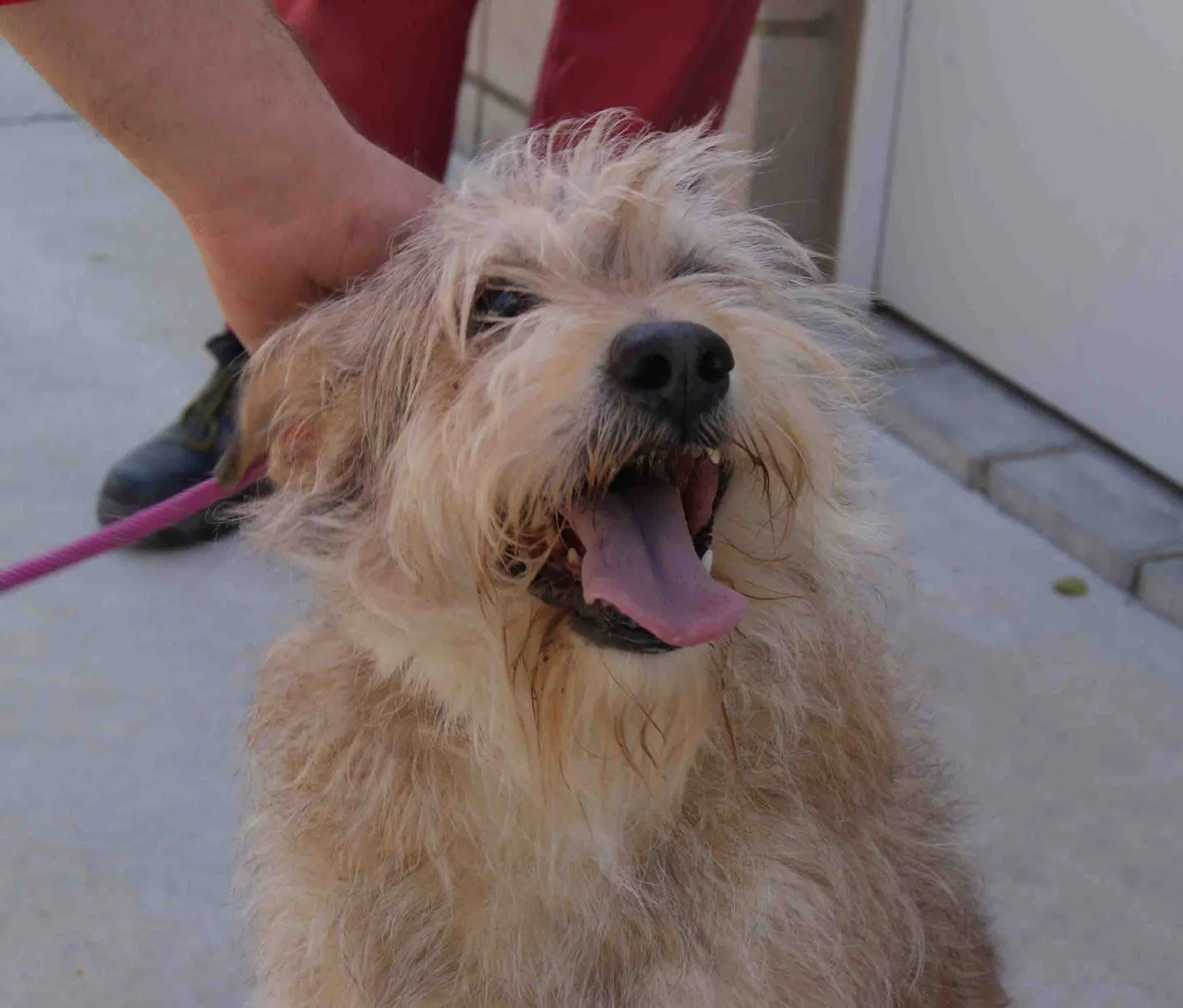Adopta Peludos (perros y gatos en adopcion): marzo 2012