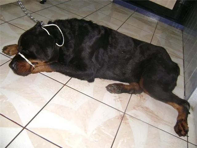 Adoptando una Mascota: noviembre 2009