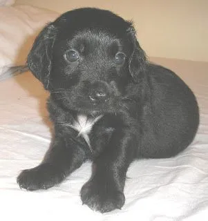 Adoptándonos: Cachorros mestizos de cocker en adopción