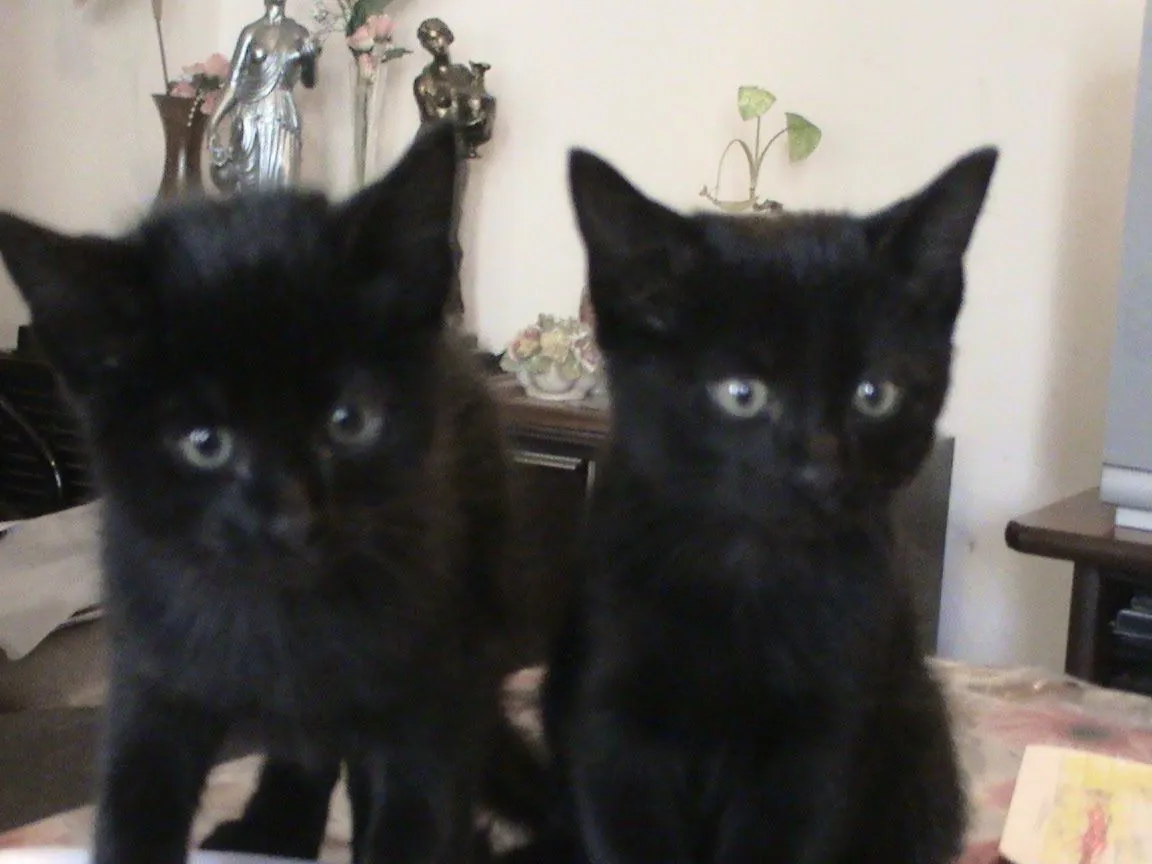 Adoptándonos: Dos gatitos negros muy bebés en adopción urgente