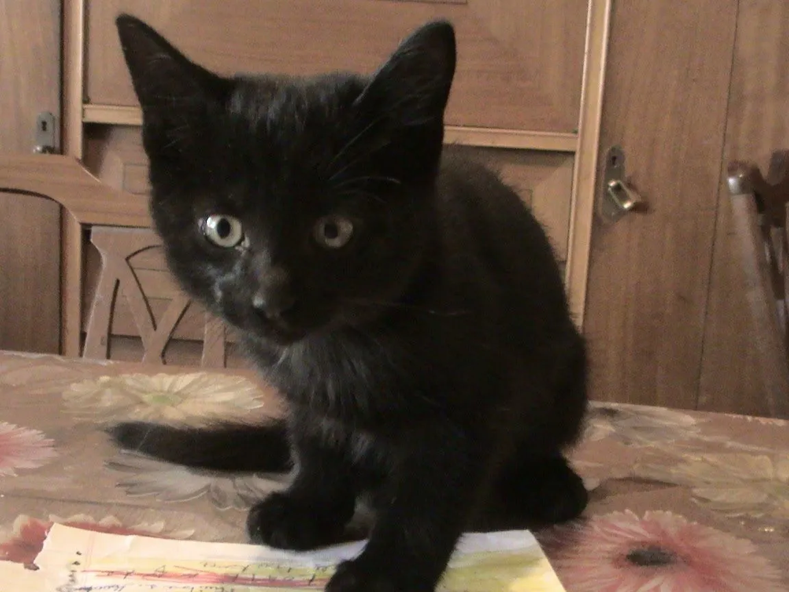 Adoptándonos: Dos gatitos negros muy bebés en adopción urgente