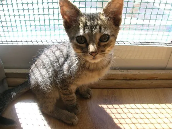 Adoptándonos: Tres hermosos gatitos chiquitos en adopción urgente