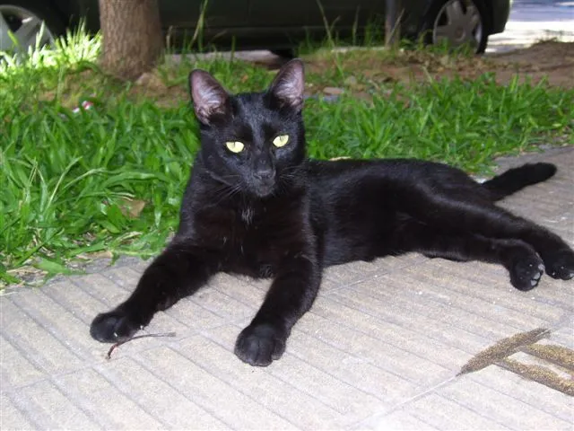 Adoptándonos: Juan, divino gato negro en adopción