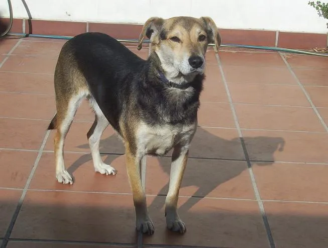 Adoptándonos: Lobita y Gufy, una perra y un perro mestizos en ... Adoptándonos: Lobita y Gufy, una perra y un perro mestizos en ...