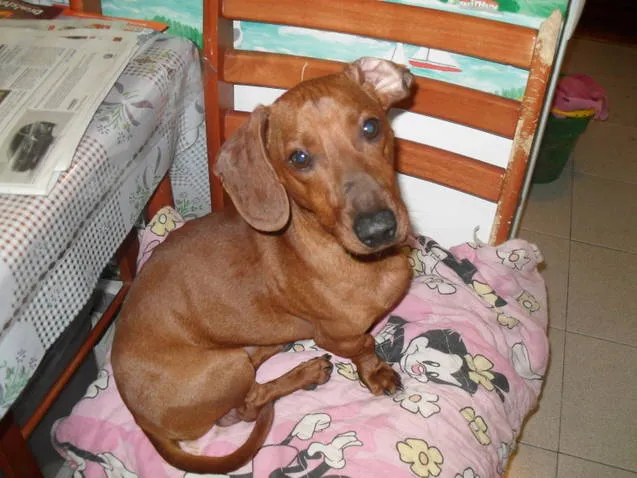 Adoptándonos: Teo, dulce perrito salchicha marrón en adopción Adoptándonos: Teo, dulce perrito salchicha marrón en adopción