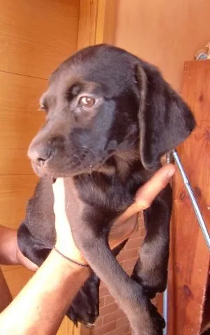 ADOPTAR UN CACHORRO PERROS ABANDONADOS: CONGA: CACHORRA CRUCE DE ... ADOPTAR UN CACHORRO PERROS ABANDONADOS: CONGA: CACHORRA CRUCE DE ...