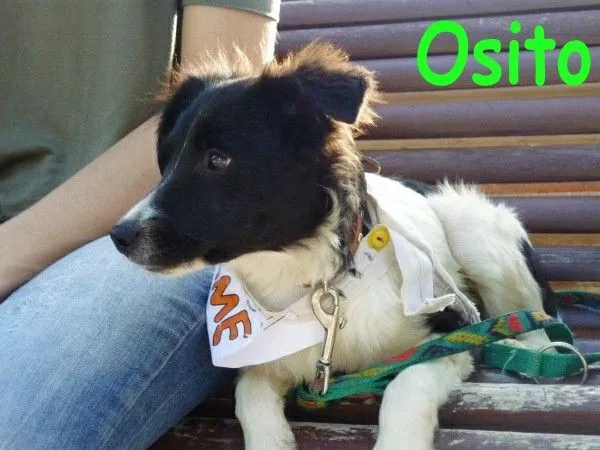 ADOPTAR UN CACHORRO PERROS ABANDONADOS: PEÑA, PUCHA Y OSITO ... ADOPTAR UN CACHORRO PERROS ABANDONADOS: PEÑA, PUCHA Y OSITO ...