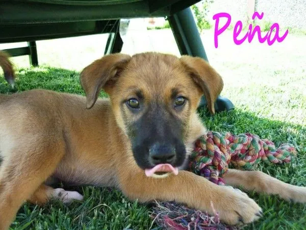 ADOPTAR UN CACHORRO PERROS ABANDONADOS: PEÑA, PUCHA Y OSITO ... ADOPTAR UN CACHORRO PERROS ABANDONADOS: PEÑA, PUCHA Y OSITO ...