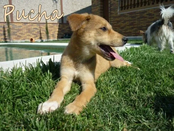 ADOPTAR UN CACHORRO PERROS ABANDONADOS: PEÑA, PUCHA Y OSITO ... ADOPTAR UN CACHORRO PERROS ABANDONADOS: PEÑA, PUCHA Y OSITO ...