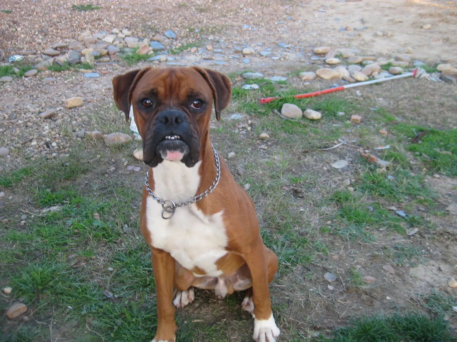 ADOPTAR UN CACHORRO PERROS EN ADOPCIÓN: BOXER DE RAZA 2 AÑOS TODO ...