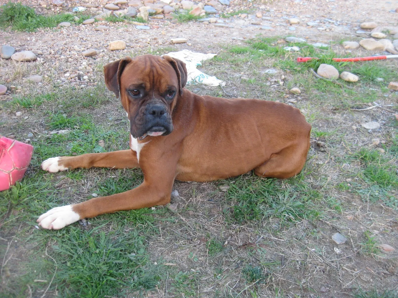 ADOPTAR UN CACHORRO PERROS EN ADOPCIÓN: BOXER DE RAZA 2 AÑOS TODO ... ADOPTAR UN CACHORRO PERROS EN ADOPCIÓN: BOXER DE RAZA 2 AÑOS TODO ...