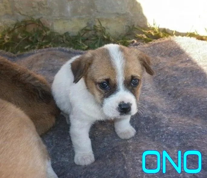 ADOPTAR UN CACHORRO PERROS EN ADOPCIÓN CACHORROS EN ADOPCIÓN ...