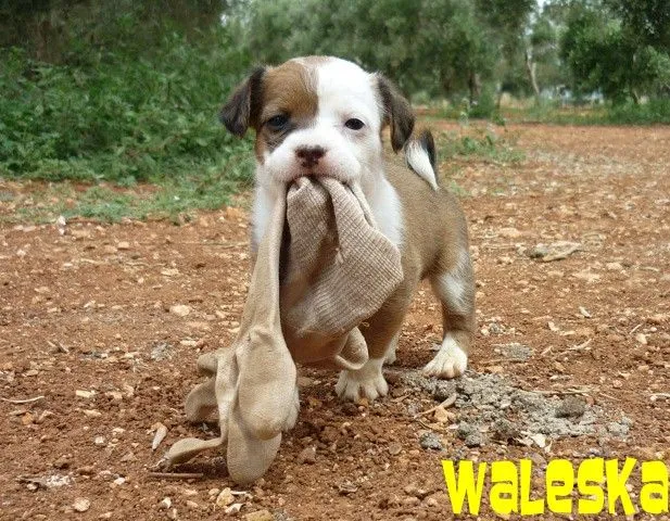 ADOPTAR UN CACHORRO PERROS EN ADOPCIÓN CACHORROS EN ADOPCIÓN ... ADOPTAR UN CACHORRO PERROS EN ADOPCIÓN CACHORROS EN ADOPCIÓN ...