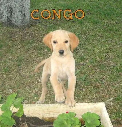 ADOPTAR UN CACHORRO PERROS EN ADOPCIÓN: CONGO: LABRADOR DORADO ...