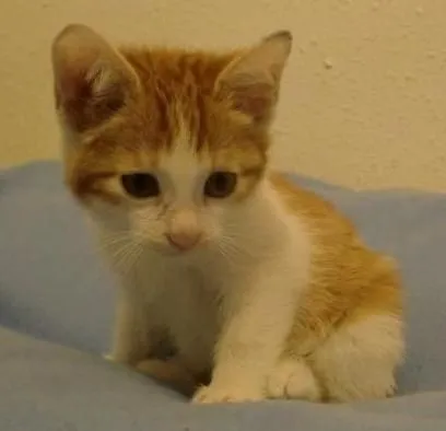 ADOPTAR UN CACHORRO PERROS EN ADOPCIÓN: GATITOS BEBÉS EN ADOPCIÓN ... ADOPTAR UN CACHORRO PERROS EN ADOPCIÓN: GATITOS BEBÉS EN ADOPCIÓN ...