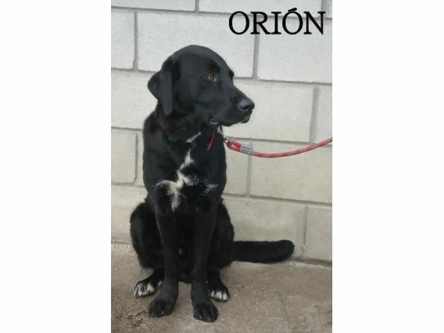 ADOPTAR UN CACHORRO PERROS EN ADOPCIÓN: ORIÓN: LABRADOR NEGRO DE ... ADOPTAR UN CACHORRO PERROS EN ADOPCIÓN: ORIÓN: LABRADOR NEGRO DE ...