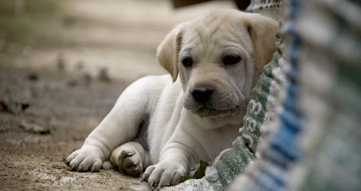 adoptar-perro-calle.jpg