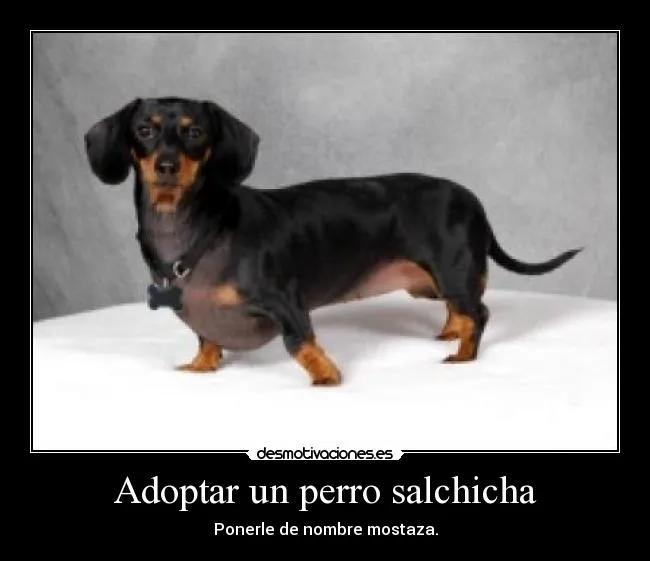 Adoptar un perro salchicha | Desmotivaciones Adoptar un perro salchicha | Desmotivaciones