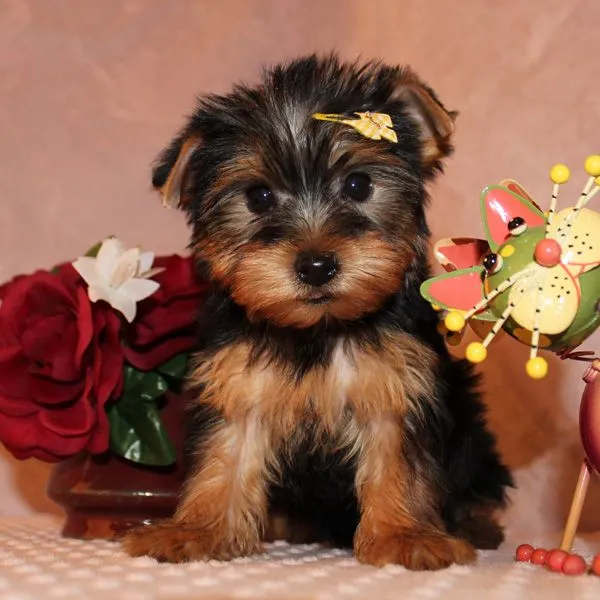Adoptar perros Aguascalientes, Regalar cachorros Aguascalientes ... Adoptar perros Aguascalientes, Regalar cachorros Aguascalientes ...