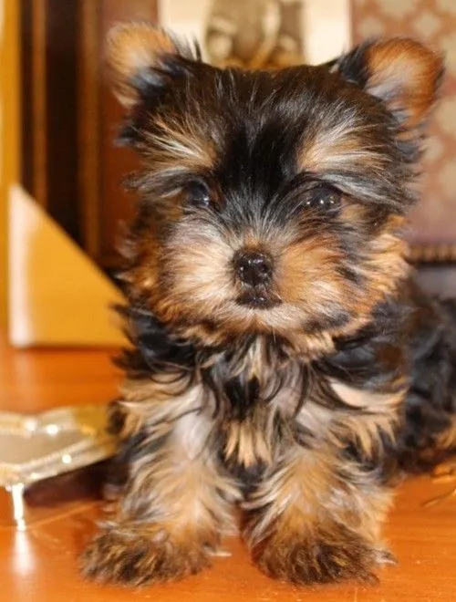 Adoptar perros Libertador Higgins, Regalar cachorros Libertador ... Adoptar perros Libertador Higgins, Regalar cachorros Libertador ...