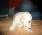 Adoptar perros Maule, Regalar cachorros Maule, adopción perros en ... Adoptar perros Maule, Regalar cachorros Maule, adopción perros en ...