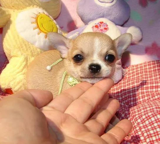 Adoptar perros Queretaro de Arteaga, Regalar cachorros Queretaro ... Adoptar perros Queretaro de Arteaga, Regalar cachorros Queretaro ...