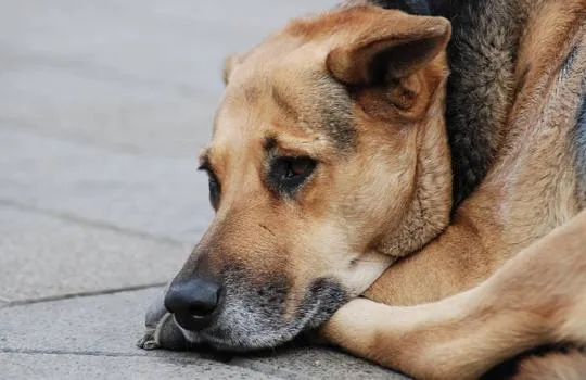 fotos de triste de perro - Taringa!