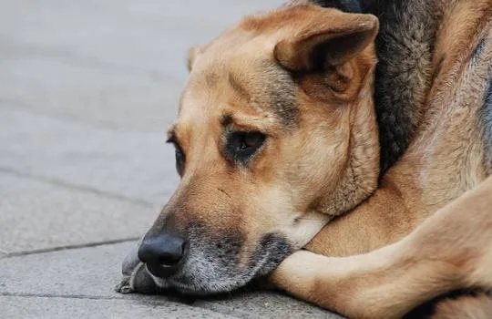 La tristeza de los perros - Taringa!