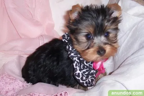 Adorable Yorkshire Terrier cachorros en venta - Avinyó