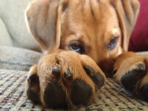 Adorables: 14 perros que te conquistarán con sus tiernas caras de ...