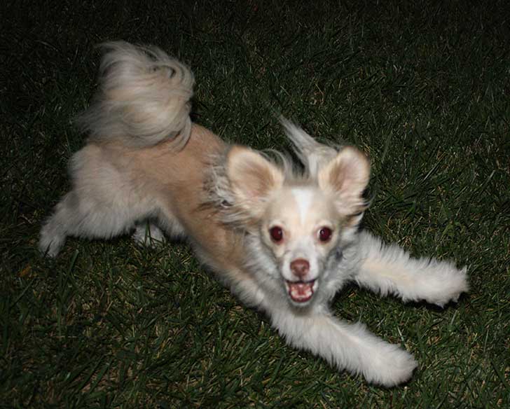 Estas adorables y extrañas cruzas de perros te harán amar aún más ... Estas adorables y extrañas cruzas de perros te harán amar aún más ...
