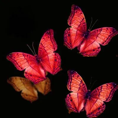 te adoramos tus mariposas y yo