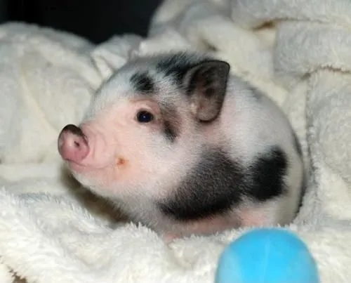 Cerdito Feliz!! | Adoro a los cochinitos <3 | Pinterest Cerdito Feliz!! | Adoro a los cochinitos <3 | Pinterest