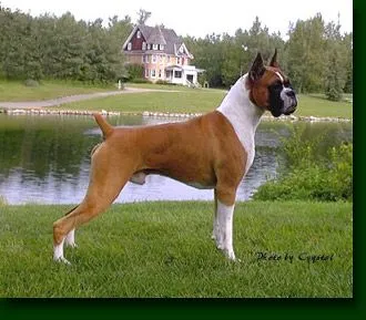 Adult female boxer too thin - Ask Me Help Desk Adult female boxer too thin - Ask Me Help Desk