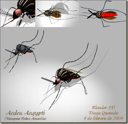 Aedes aegypti + Mosquito fiebre amarilla + RETO ERIC MADRIGAL ... Aedes aegypti + Mosquito fiebre amarilla + RETO ERIC MADRIGAL ...