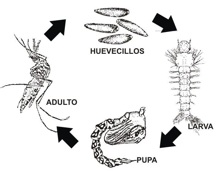 Aedes aegypti: travieso pero controlable (+video) | Cosas del Chago Aedes aegypti: travieso pero controlable (+video) | Cosas del Chago