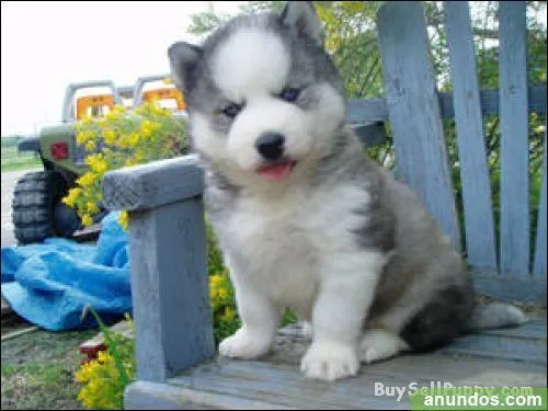 Afectuoso cachorros de husky siberiano para su aprobación - Alcalá ...