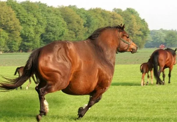 Afinal os cavalos da Reserva do Cavalo da Patracola estão gordos e ...